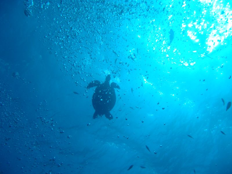 Green Sea Turtle